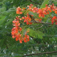 Delonix regia (Bojer ex Hook.) Raf.